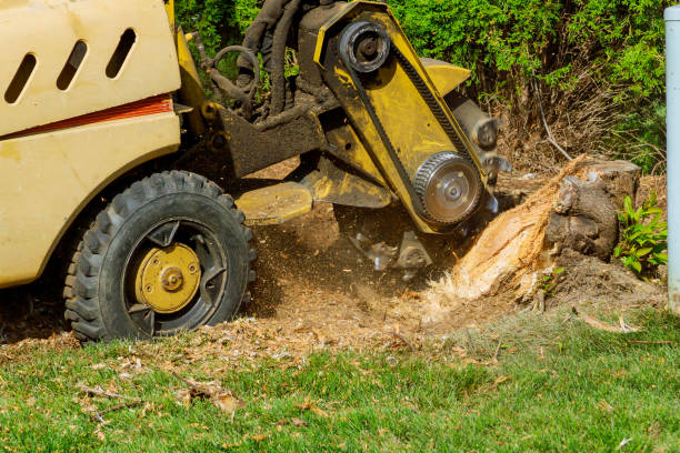 How Our Tree Care Process Works  in  Patton Village, TX